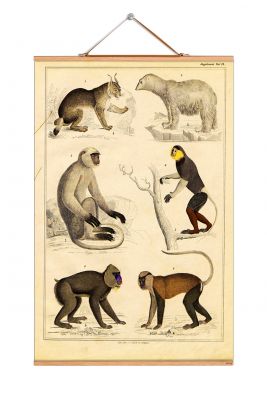 Animals Poster eicie EINZELSTÜCK